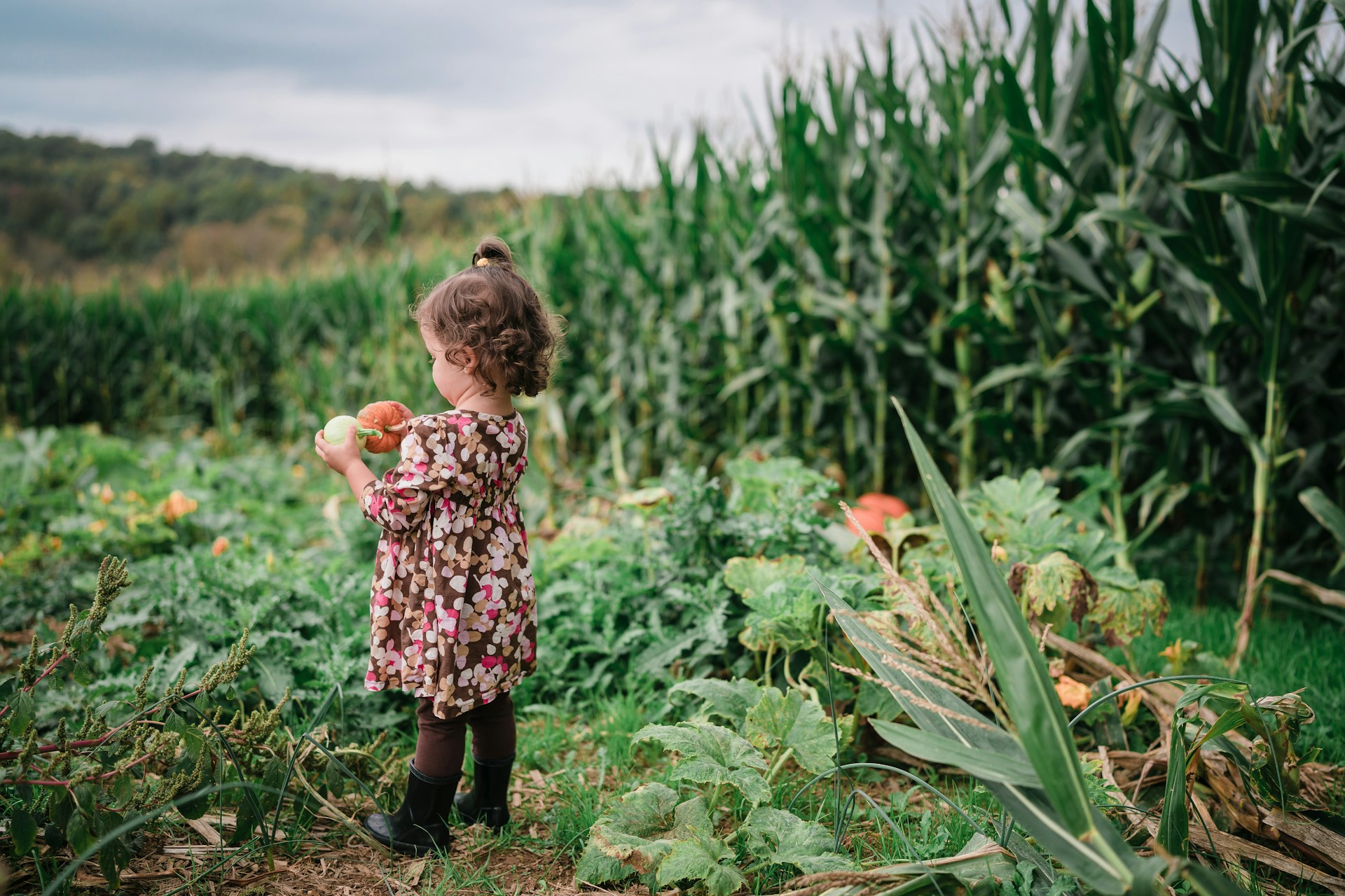 Worcester, MA pumpkin picking